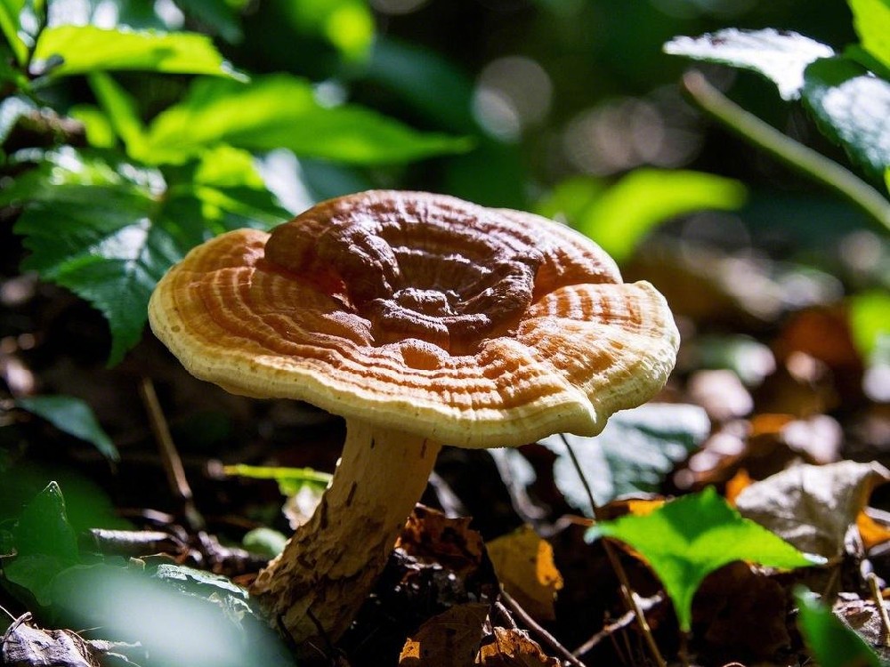 灵芝最简单的食用方法:养心安神、健脾益胃